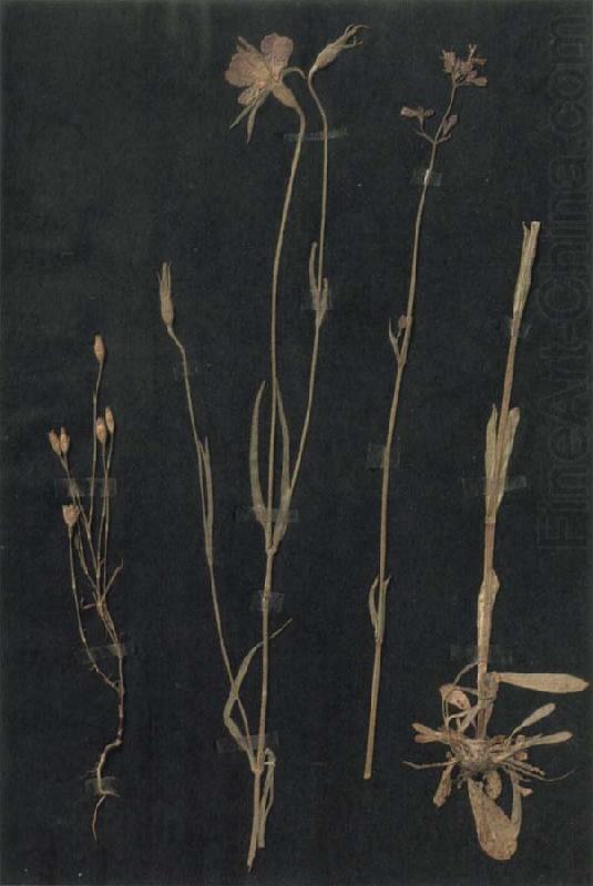 Herbarium, Paul Klee